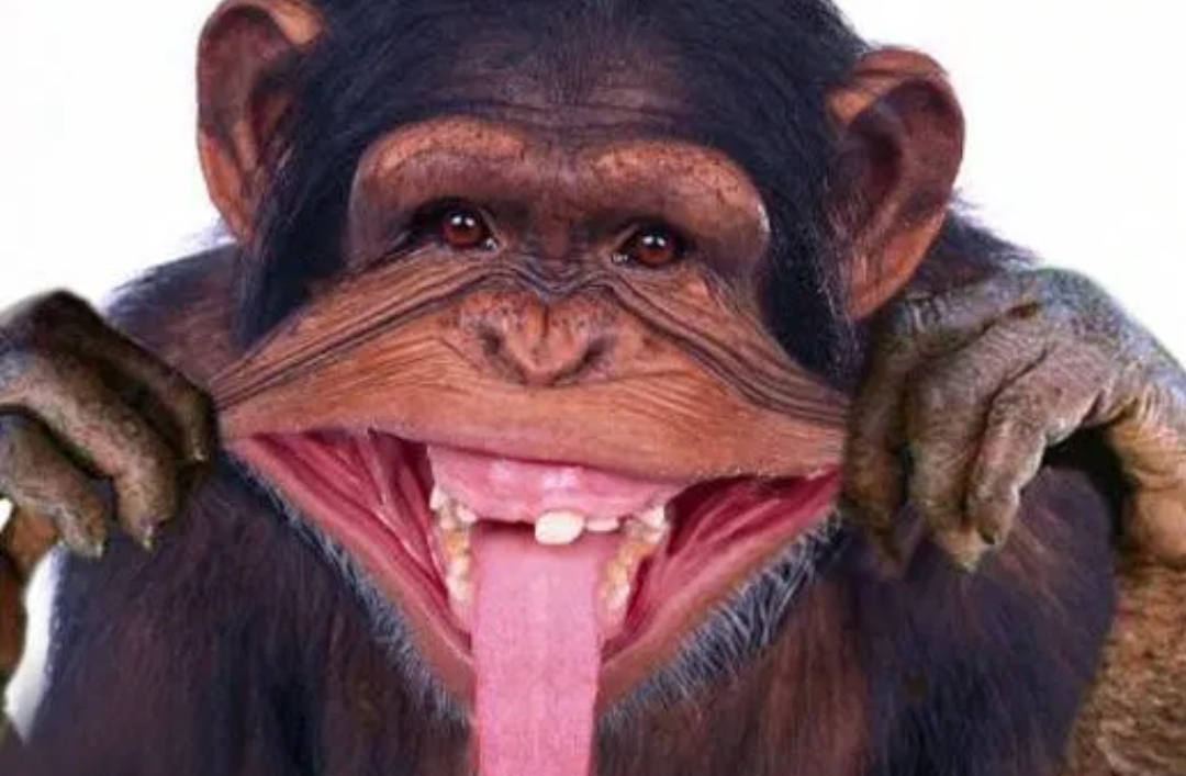 O maimuță de la zoo a început să se creadă ministrul PSD al Educației!