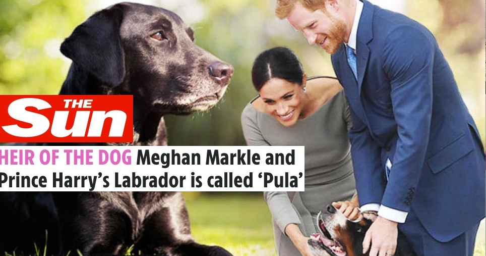 Ca să pună capăt miştourilor, Meghan Markle şi prințul Harry au mai dat câinelui un nume: Sug!