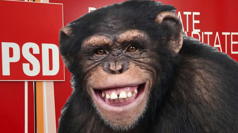 Un cimpanzeu a evadat de la Zoo ca să candideze din partea PSD la prezidențiale!