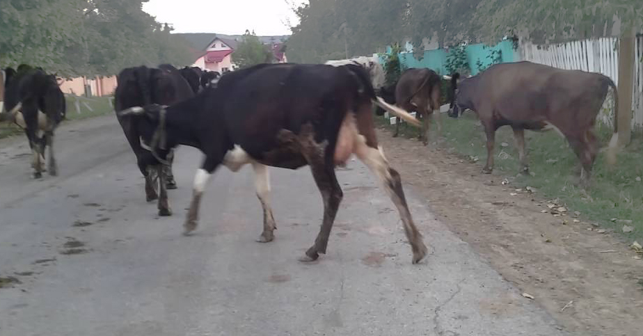 Se pregătește o nouă remaniere: O cireadă de vite a plecat din Videle și se îndreaptă spre București