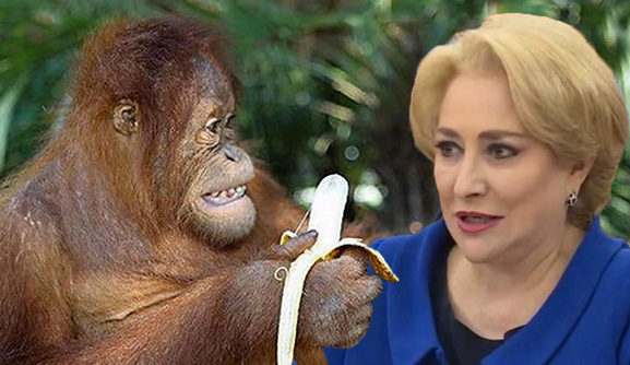 S-a întâmplat: Viorica a fost la Zoo și toate maimuțele i-au dat banane, de milă!