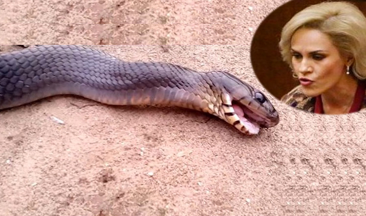 Alertă! Un șarpe veninos a murit după ce mușcat-o pe Firea!
