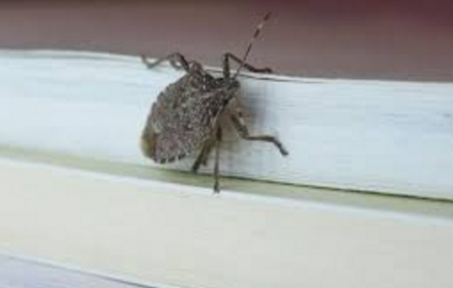 Gândacii puturoşi din Bucureşti vor fi microcipați, ca să nu se piardă de stăpân!