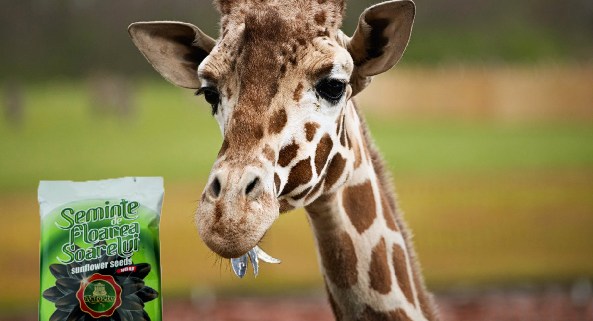 Vizitatorii de la Zoo Brăila se plâng că girafa le scuipă coji de semințe prăjite în cap!