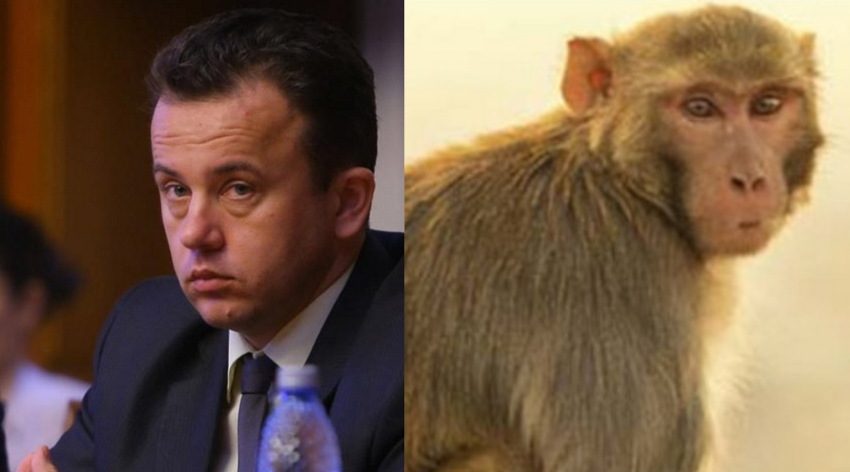 Evoluăm! O maimuță de la zoo a început să se creadă ministrul Educației!