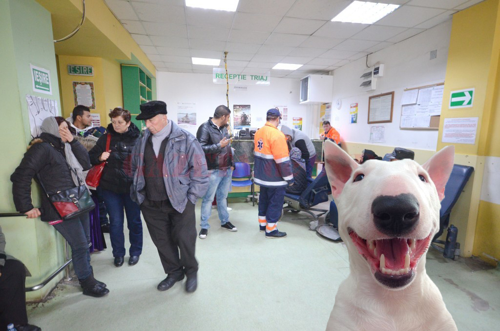 Semn clar că se apropie Paștele: tot mai mulți români ajung la spital mușcați de miel