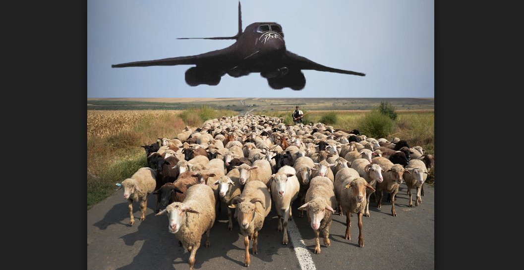 România trimite o turmă de oi să sprijine bombardierele americane în Coreea de Nord!