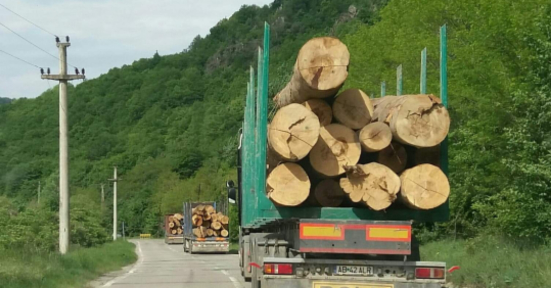 Acești arbori bătrâni sunt transportați la munte, unde vor fi eliberați în mediul lor natural!