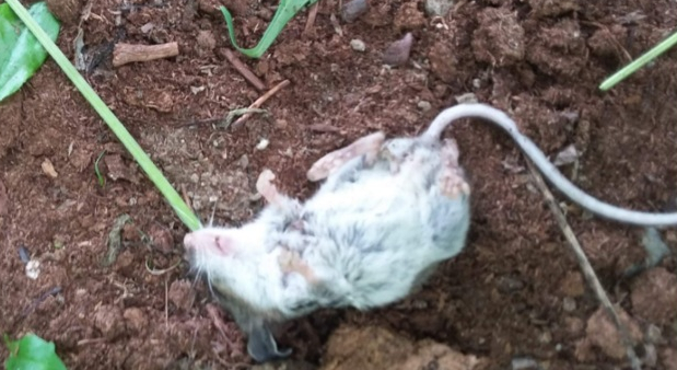 Un şoarece din Canada după ce a mâncat frunze de canabis. În România, băga şi o cocaină şi se urca la volan