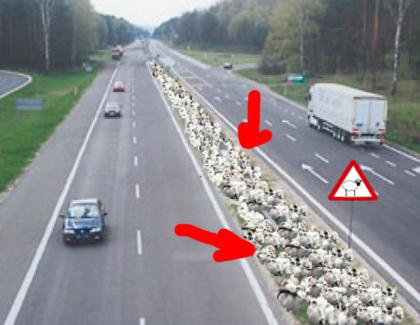 România va avea autostrăzi dotate cu bandă pentru oi!
