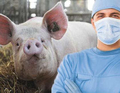  Un chirurg refuză să-și taie porcul până când acesta nu îi dă șpagă!