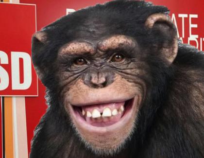 Un cimpanzeu a evadat de la Zoo ca să candideze din partea PSD la prezidențiale!