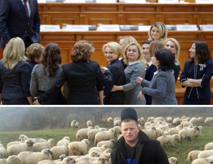 Fiecare cioban cu oile lui