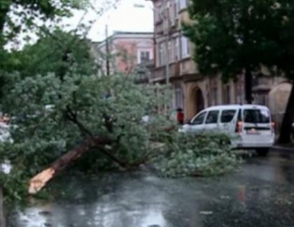 UDMR a revendicat cei 24 de copaci doborâți de furtuna din București!