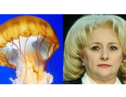Veorica se trage din meduză: nici meduza nu are creier!