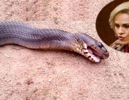 Alertă! Un șarpe veninos a murit după ce mușcat-o pe Firea!