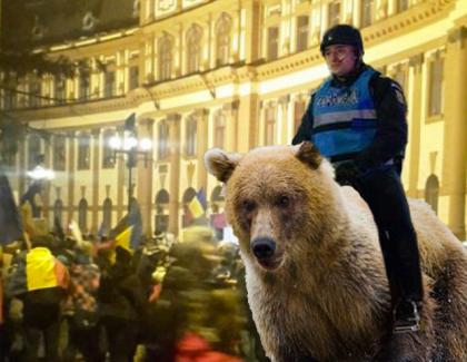La Brașov, jandarmeria va merge la proteste călare pe urși!