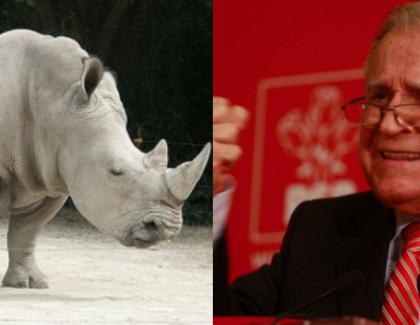 A dispărut rinocerul alb. Dinozaurul roșu rezistă