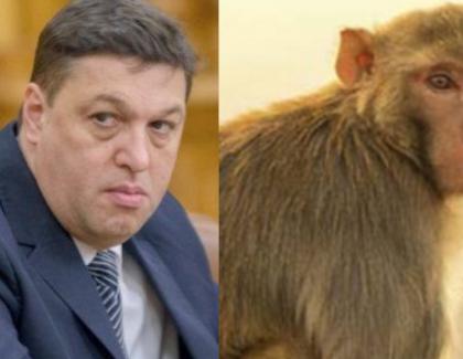 Încurajată de gestul lui Șerban Nicolae, o maimuță de la zoo și-a anunțat candidatura la președinție!