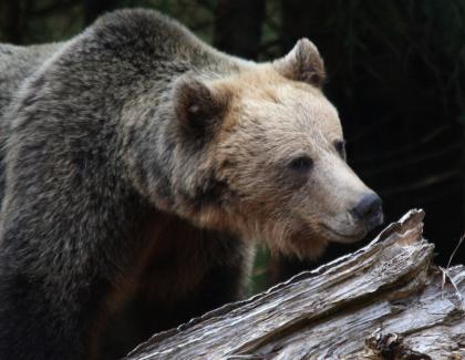 CINE S-A UȘURAT ÎN NĂDRAGII MEI? (sau despre ursul ”rău” și cercetătorul silvic ignorant)