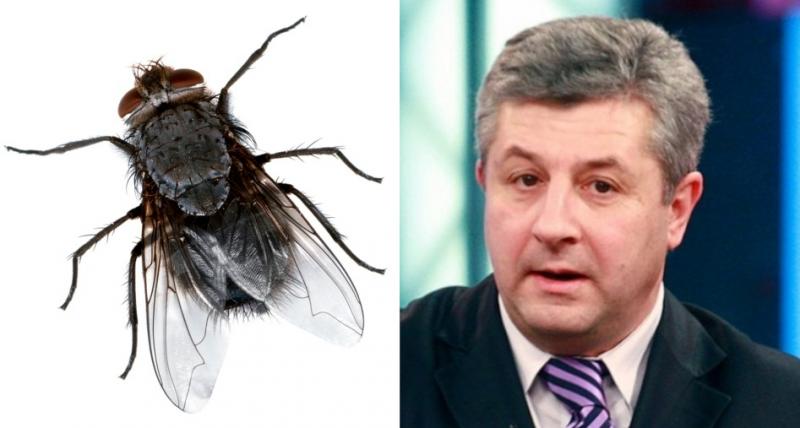 Absolute Salvation Coping Singura deosebire dintre o muscă și Ciordache e că musca te enervează doar  vara | kmkz.ro