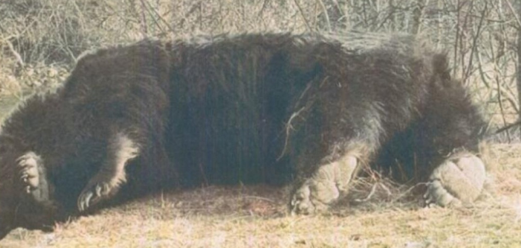 Țară de sclaveți: cel mai mare urs din România a fost împuşcat de un prinț austriac într-o arie protejată. Țiriac preşedinte!