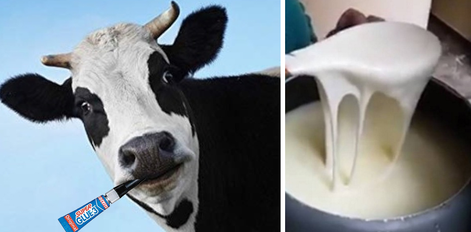O vacă din zona Sibiului a mâncat Super Glue și a dat direct lapte cu aracet!