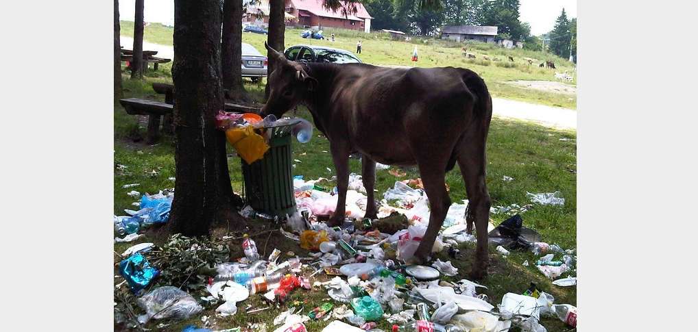 După urșii gunoieri din Brașov, la Predeal au apărut vacile gunoiere!